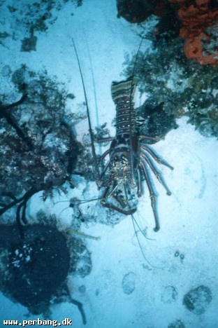 22a - A huge spiny lobster -